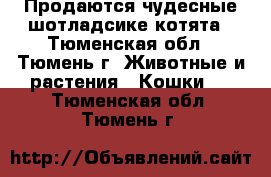 Продаются чудесные шотладсике котята - Тюменская обл., Тюмень г. Животные и растения » Кошки   . Тюменская обл.,Тюмень г.